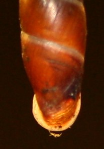 Clausiliidae da identificare